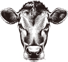 SPA插图牛头插画标志图片