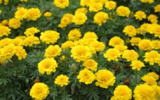 黄色花丛图片
