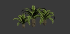 树木棕榈树3d模型图片