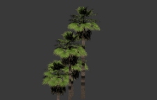 树木棕榈树模型图片