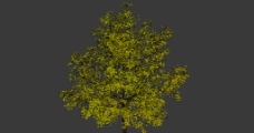 树木树模型图片