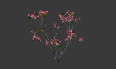 树木桃花树模型图片