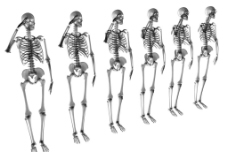 骨骼 骷髅 人体图片