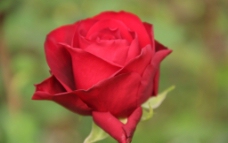 唯美红玫瑰图片