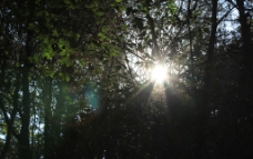 树缝里的阳光图片
