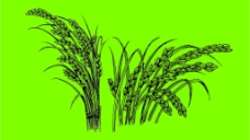其他生物水稻图片