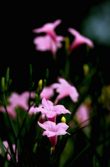 紫叶芦莉草图片