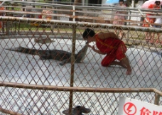 人与鳄鱼 动物园的鳄鱼  鳄鱼图片