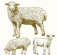 猪矢量素材羊羊图片