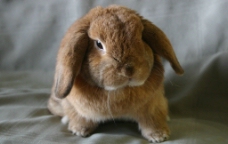 荷兰 小兔子图片