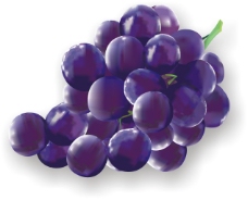 紫色葡萄模版