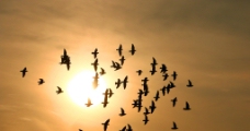 群鸟逐日图片