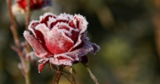 冰霜玫瑰图片