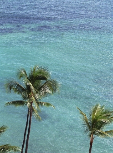 椰子树 大海风景图片
