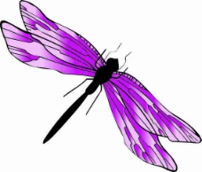 紫色蜻蜓