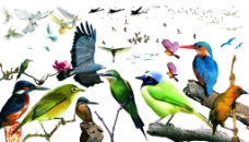鸟类分层合集图片