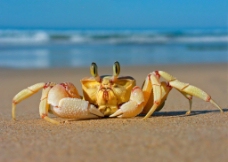 海边的螃蟹图片