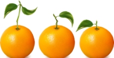 新鲜的橙子矢量素材图片