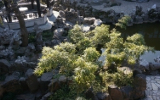假山石与绿竹图片