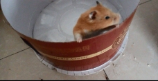 可爱的小仓鼠在圆形纸箱里找出口爬出来