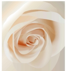 特写白玫瑰素材图片
