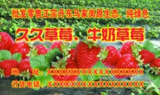 久久草莓牛奶草莓