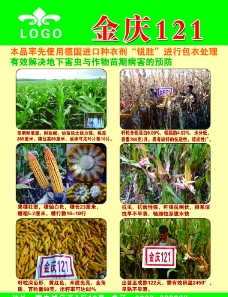 金庆121宣传单图片