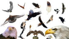 鸟类猛禽PSD素材图片