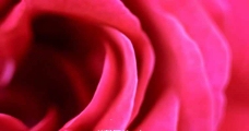 玫瑰花瓣视频素材