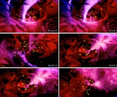 玫瑰花瓣高清LED背景视频素材