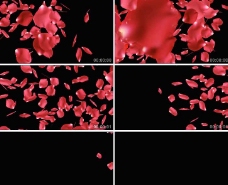 粉红玫瑰花瓣飘落动态视频