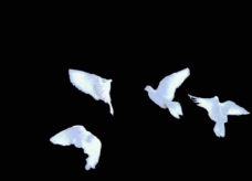 一群鸽子飞舞标清视频素材