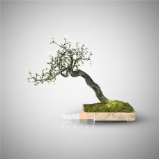 中式盆景植物3D模型素材