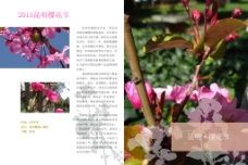 春季昆明樱花节图片