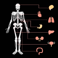 人体器官骨骼信息图