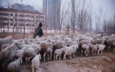 城郊牧羊人图片