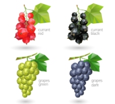 水果 葡萄 手绘葡萄图片