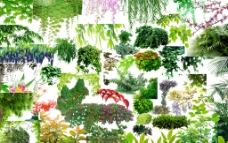 PS藤蔓 花卉 绿色植物素材图片