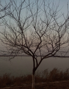 冬湖小树图片