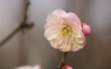 粉红梅花图片