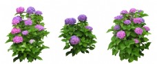 紫色植物花朵抠图素材