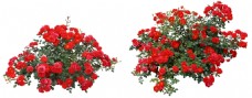 小红花抠图素材