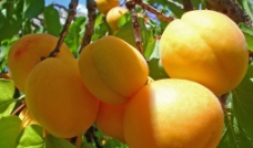 黄色杏子图片