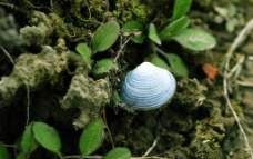 土里的小贝壳图片