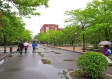春雨中翠绿的树图片