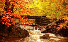 秋天小溪图片