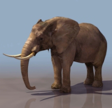 ELEPHANT 大象3d模型图片