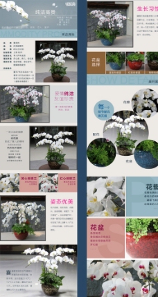 白色蝴蝶兰商品详情页图片