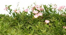 粉色花草