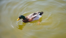 水中的鸭子图片